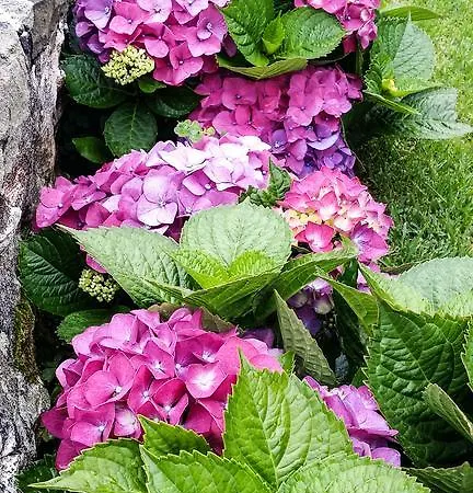 Lägenhet Hospetur 2 Horta (Azores)