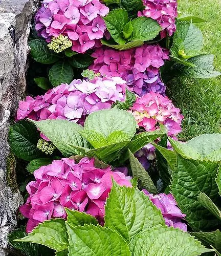 Apartment Hospetur 2 Horta (Azores)